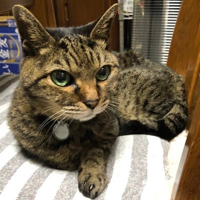 wespon31's profile picture. 鉄道・ラーメン・プロレス・猫。前垢凍結されたので別垢で復活します。ナウル検定準４級。