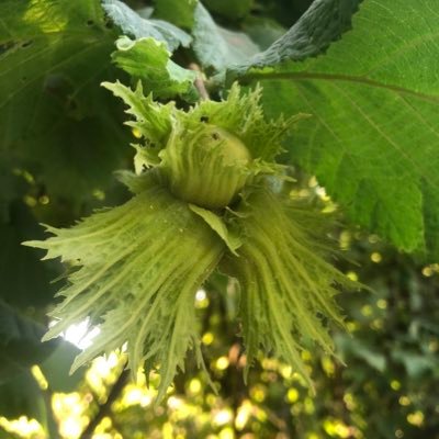 Oregon State University’s Permaculture Design Program