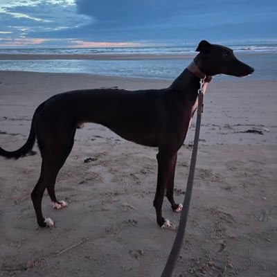 I am Lotus Boom the Greyhound. Born January 2020. Found my forever home and my best buddy in July 2020.