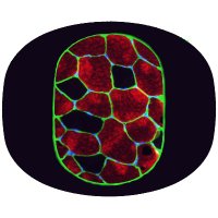 Muscle Cellular Biology Laboratory (@biologymuscle) 's Twitter Profile Photo Muscle Cellular Biology Laboratory (@biologymuscle) 's Twitter Profile Photo