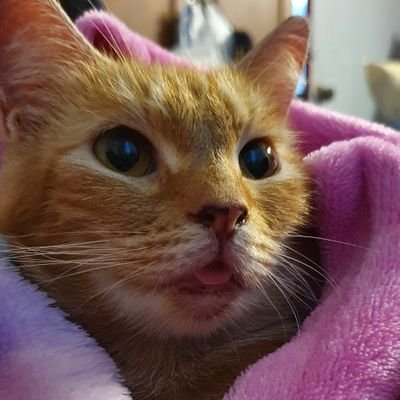 LynnTorque's profile picture. Cats ❤❤❤