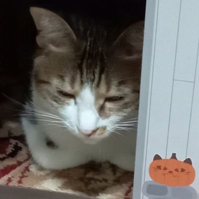 京都の
猫好きおじさんです(=^・^=)
よろしくお願いします