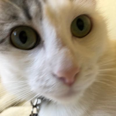 Unusual321b's profile picture. this is my private kitty account - public account is @bluebarn123