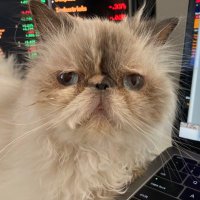 Vildana Hajric (@vildanahajric) 's Twitter Profile