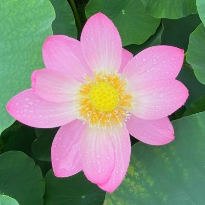 namo_amidabutsu's profile picture. 名も無き東国門徒です。お寺の人ではありません。御内仏の御荘厳記録が中心。備忘録としての独り言が殆どでリプ少なめ。久宝寺御坊番方衆。平成30年2月6日きけう。