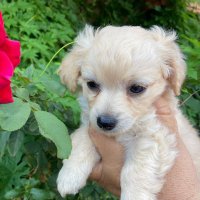 FURBABIES (@hyde_danica) 's Twitter Profile