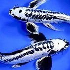 cicidreamfish