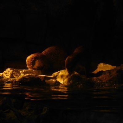 ZSCukaL4DiD0sBQ's profile picture. 