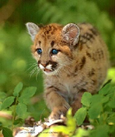 ai_puma7's profile picture. Все своими руками! Дом семья!