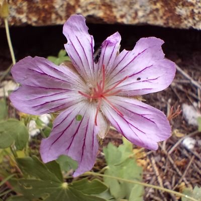 DeanOlsonKC's profile picture. #BlackLivesMatter #QualityEarlyEducation #TalkReadPlayKC #Chado #Flowers #Mountains #Paintings