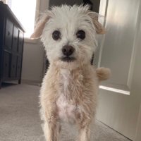 Zookie (@zookierl) 's Twitter Profile