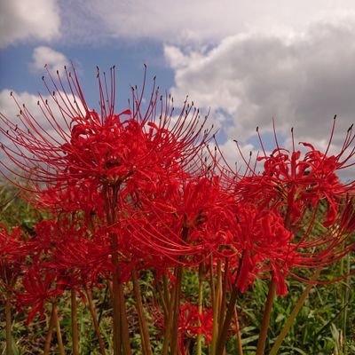 梛狐です。消しゴムはんこ、SSやってます！観測者花・芽・春・ヰ・幸・空・V.W.P組。新米ヴァンデラー・他の深脊界の方々も好きです。基本、神椿・深脊界の垢をフォロー・フォローバックさせて頂きます。無言フォロー失礼します。よろしくお願いします。