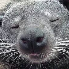 menkui_women's profile picture. 2021TRCからラグビーを見始めた初心者 🔰インターナショナルラグビーを見る面食い女。定期的にヤバい大きさの肉を焼くロスプーマスのインスタを楽しみにしている🍖 ※にわかなのでお手柔らかに ※ツイートは完全に個人の思想です。