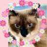 ribon357's profile picture. 猫がいる幸せ♪ 2021年3月28日おうち記念日🐈‍⬛保護猫 鼻チューする🐈‍⬛「おはよ〜」挨拶できる♡センシティブ見れませんDM🆖無言フォロー失礼します。逆は歓迎です！YouTube勧誘🆖副業🆖いいね🔄感謝♡! RT🔄感謝してなるべく返します🙏