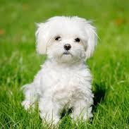 onseimania's profile picture. 비단벌레를 좋아하는 강아지.