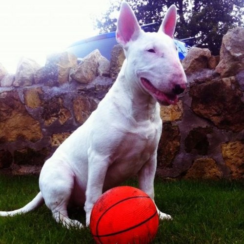 gaultez's profile picture. Team taxi.