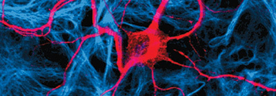 ZNZ Neuroscience Profile