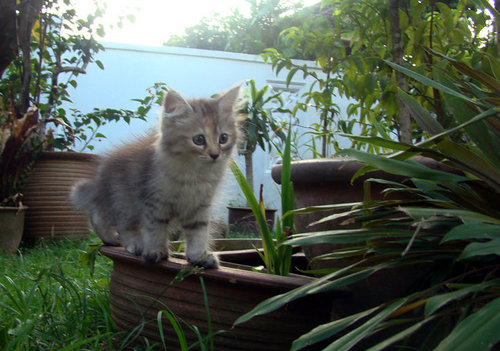 MedusaPercy's profile picture. 