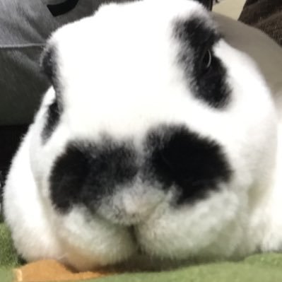 Ganesya_curry's profile picture. 