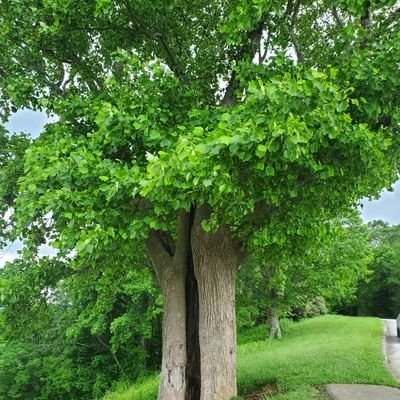 gardening and conservation in hawaii • BLM • (they/ze/he) • 🏳️‍🌈🏳️‍⚧️