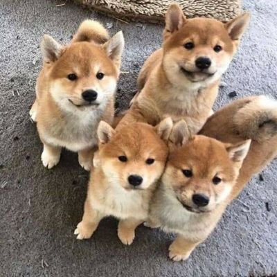 PhungXeng's profile picture. 