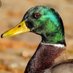 nFerdduck (@nferdducklife) Twitter profile photo nFerdduck (@nferdducklife) Twitter profile photo