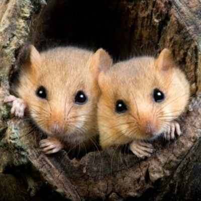 patazable's profile picture. 