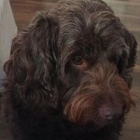 Lara Raworth (@lararaworth) 's Twitter Profile