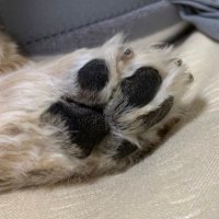 よしハチ (@1sorp0k) 's Twitter Profile