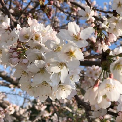 BMcDNYK4s4prmyp's profile picture. web制作勉強スタートモチベ維持のためのアカウント HTML,CSS, いろんな方の力をお借りしながら勉強していってる寄生虫