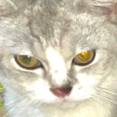 veviさんのプロフィール画像