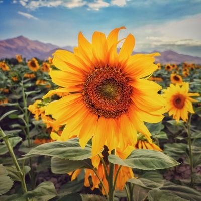 arminheydariiii's profile picture. 📸Nature photography📸