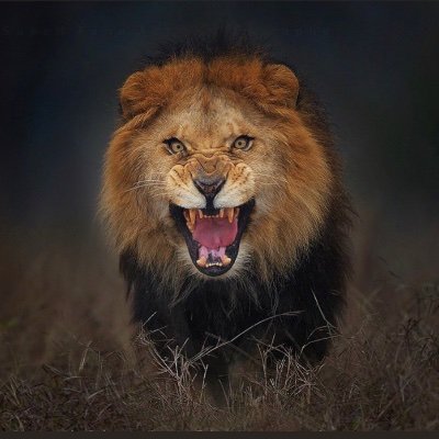 isvikviz's profile picture. 