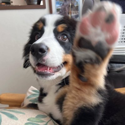 Dominisomini's profile picture. Nothing special…