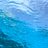 bluecrown_b