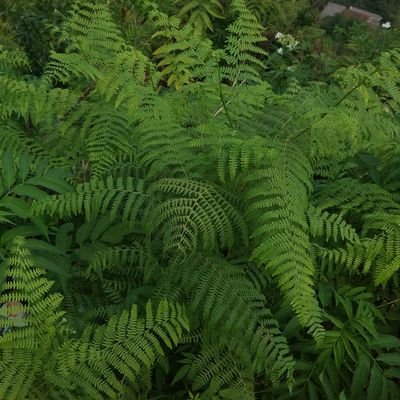 ElimaFox's profile picture. 