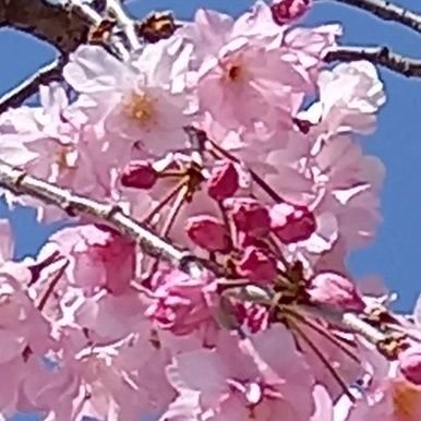 山と桜と自由を愛しています。