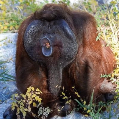 LoyalHusband86's profile picture. 理性佔上風 🫡