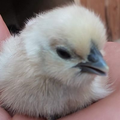 silky_chicken66's profile picture. 六甲山を愛する登山者のリクエストにお応えして、東おたふく山登山口に仮設トイレ（洋式）を設置しました🚻
個人設置のため、維持管理費100円以上をお願いしております🙏今後の施設充実（ウォシュレット、自動販売機）のために有効活用させていただきます。
皆さん、安心安全な六甲山登山をお楽しみください。⛰