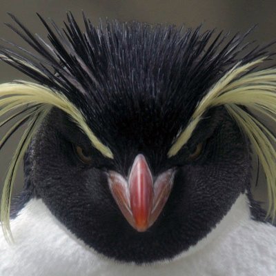 ChuckFinlayIII's profile picture. Backup account for ChuckF9999