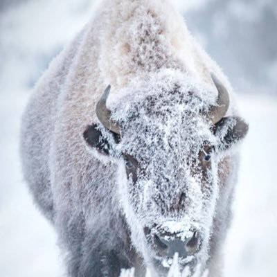 BuffaloMac77 Profile Picture