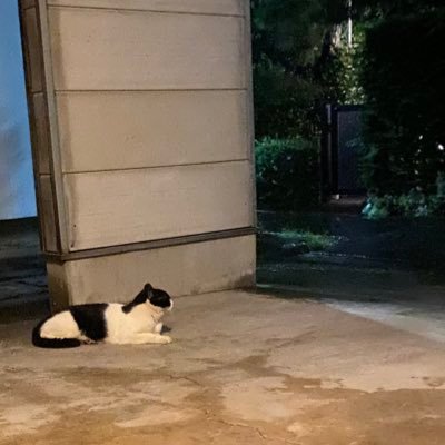 遅咲きのブロッ子🐈ド新規なので優しくしてください、、、、笑