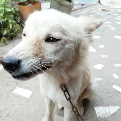 あひるさんのプロフィール画像