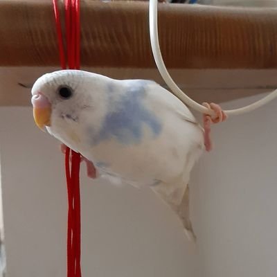 セキセイインコのぴっちゃんです🐦
胸骨圧迫～後ろ歩き～消防お喋りが大好きな小さな救命士ぴっちゃんです🚑
宜しくお願い致します💛
https://t.co/iTmVJINwDT
https://t.co/frjsb6J2un