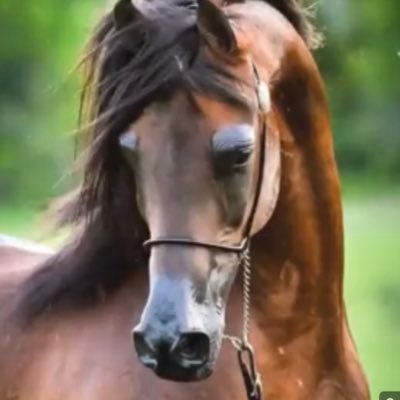 albndry64411367's profile picture. أشهد أن لاإله إلا الله