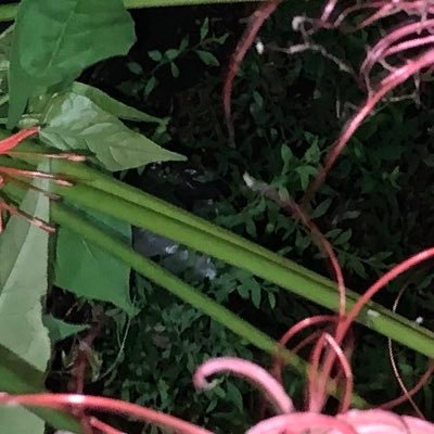 namu_sukinamon's profile picture. なんかの