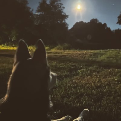 🐾 - Siberian husky, 🎉 - Spring of 22, 🤰- Elara Sunset , 👨‍👧- Prince Orion Of The Night, 🗺 - The Highlands #Husky #DogsOnTwitter