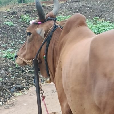 RKalisamy's profile picture. Cool
