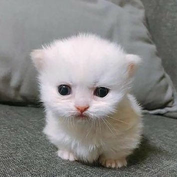 omg hi e..,,.,., i lovign video gam.e, n ima tire..,.,..💤 | 20 | I love Xenoblade, Pokémon, UTDR, ZZZ, Persona, Yokai-Watch n more :)