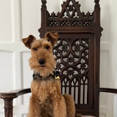 Kebulak the Black Dahlia: aka Ginger. Welsh Terrier. Archdog of Canterbury. Interests include disobedience and barking. Tweets in a personal capacity.